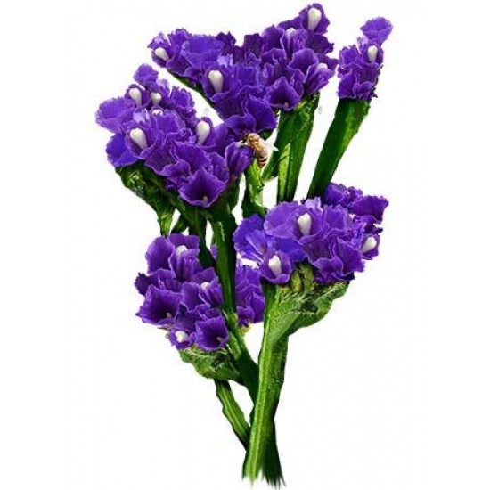 10 Red Roses in Round Bouquet