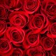10 Red Roses in Round Bouquet