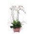 Four Stem White Phalaenopsis Orchid